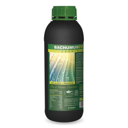  Bachumus Evolution Crecimiento 【Trabe】