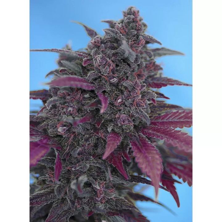 Dark Devil AutoSweet Seeds Autofloreciente