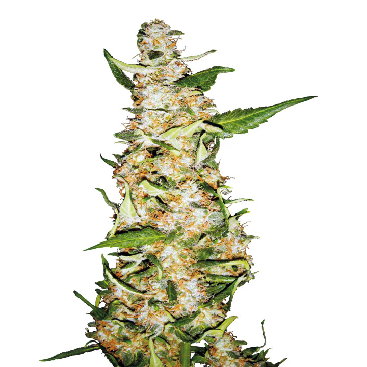 Skunk #1 AutoSensi Seeds Autofloreciente
