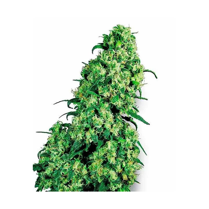  Skunk #1 Feminizada 【Sensi Seeds】