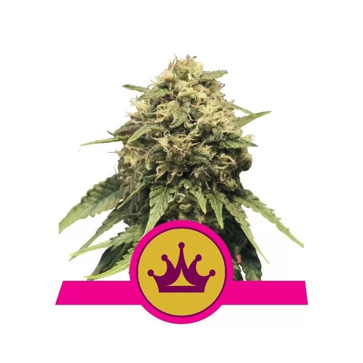 Special Queen #1 FeminizadaRoyal Queen Seeds