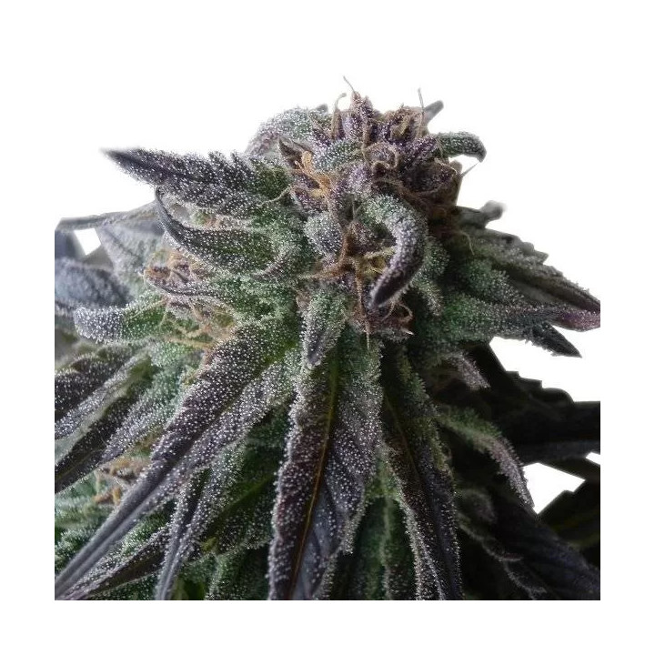 Special Queen #1 FeminizadaRoyal Queen Seeds