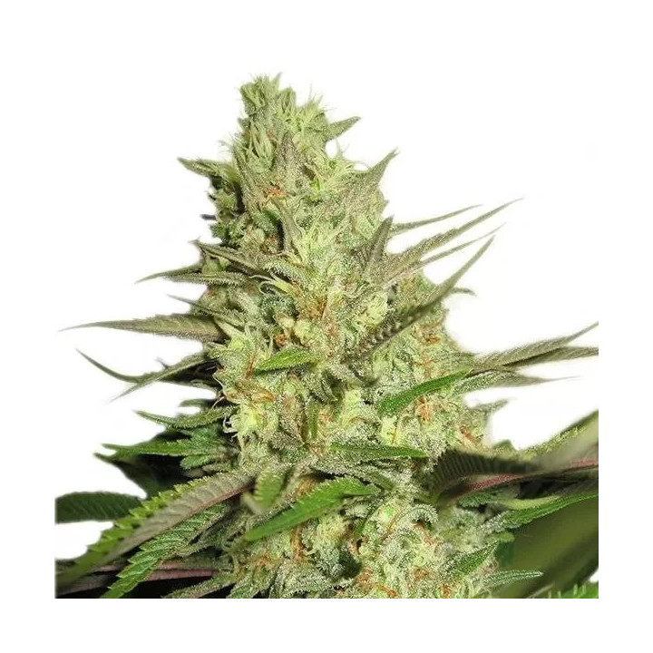 Special Queen #1 FeminizadaRoyal Queen Seeds