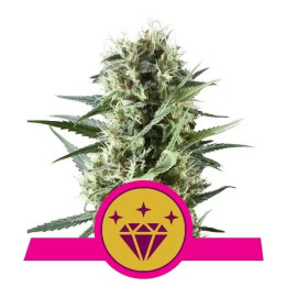  Special Kush #1 Feminizada【Royal Queen Seeds】