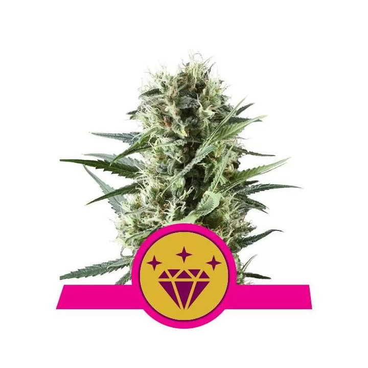 Special Kush #1 FeminizadaRoyal Queen Seeds