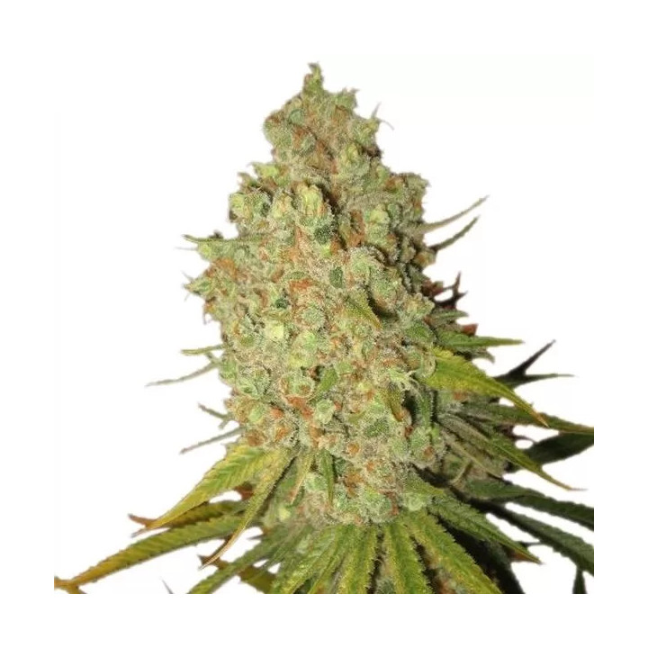 Special Kush #1 FeminizadaRoyal Queen Seeds