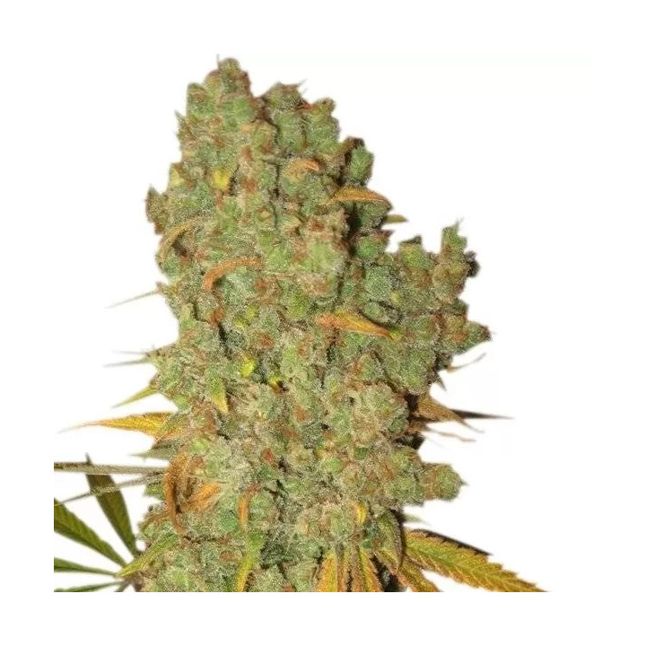Special Kush #1 FeminizadaRoyal Queen Seeds