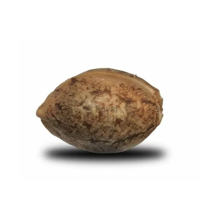 Special Kush #1 FeminizadaRoyal Queen Seeds