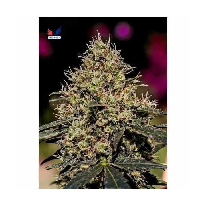  Critical #47 Feminizada 【Positronics Seeds】