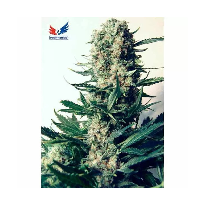  Critical #47 Feminizada 【Positronics Seeds】