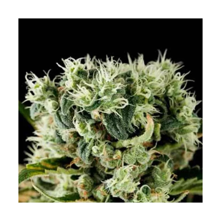 Moby Dick 2 FeminizadaDinafem
