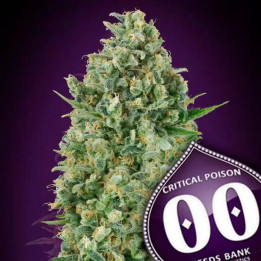  Critical Poison Feminizada 【00 Seeds Bank】