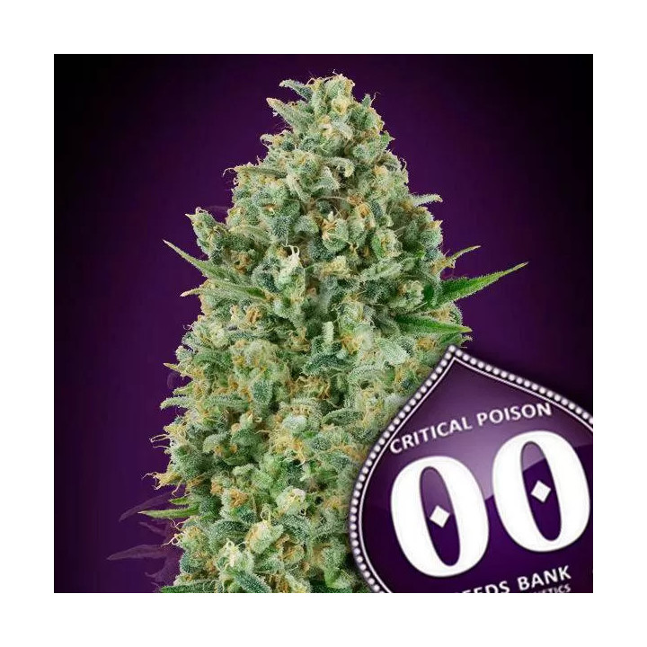 Critical Poison Feminizada 00 Seeds Bank