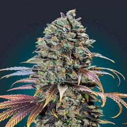 Chocolate Cream Feminizada 【00 Seeds Bank】