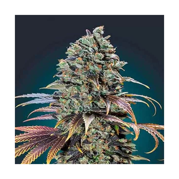 Chocolate Cream Feminizada 00 Seeds Bank