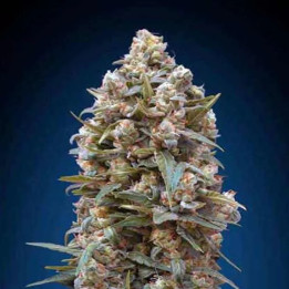  00 Kush Feminizada 【00 Seeds Bank】