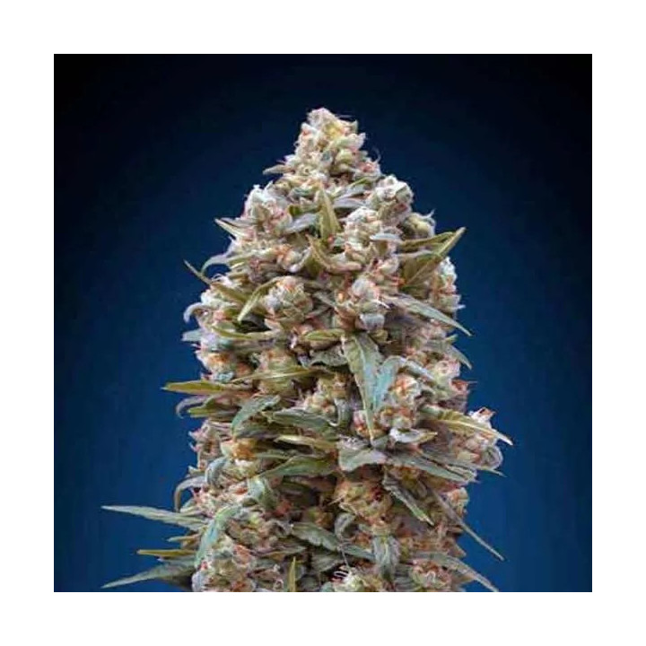 00 Kush Feminizada 00 Seeds Bank