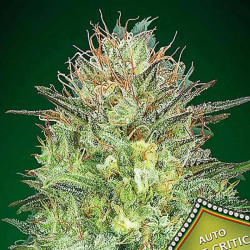 AUTO SWEET CRITICAL