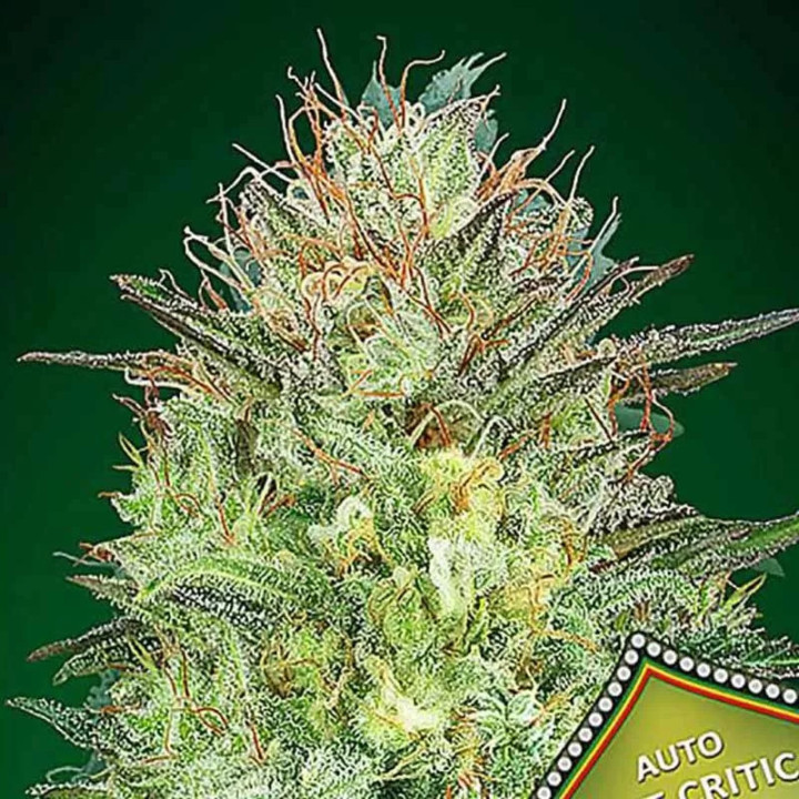  Auto Sweet Critical 【00 Seeds Bank Autofloreciente】