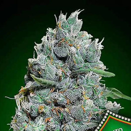 Auto Afghan Mass XXL 【00 Seeds Bank Autofloreciente】