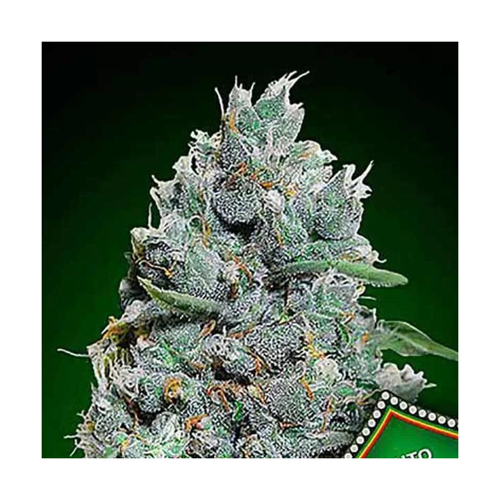 Auto Afghan Mass XXL 【00 Seeds Bank Autofloreciente】