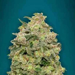  Auto Afghan Skunk【Advanced Seeds Autofloreciente】