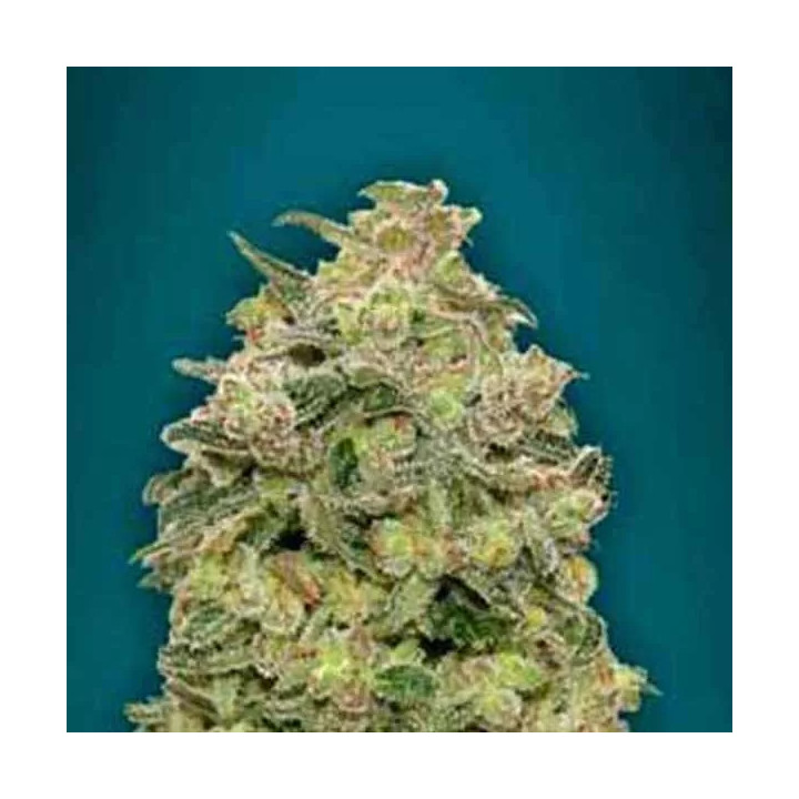 Auto Afghan SkunkAdvanced Seeds Autofloreciente