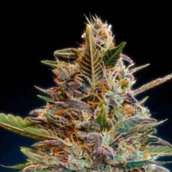 Auto Blue Diesel