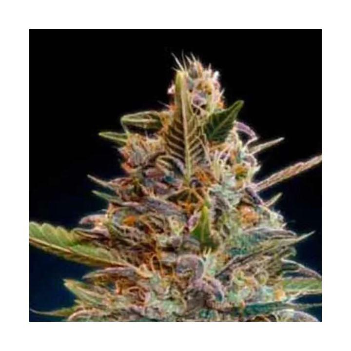 Auto Blue DieselAdvanced Seeds Autofloreciente