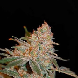 Black Diesel