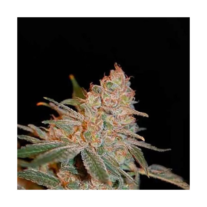  Black Diesel Feminizada 【Advanced Seeds】