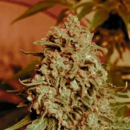  Somango Widow Feminizada 【Advanced Seeds】
