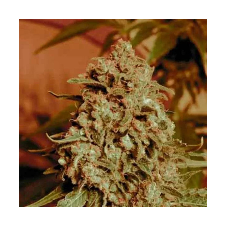 Somango Widow Feminizada Advanced Seeds