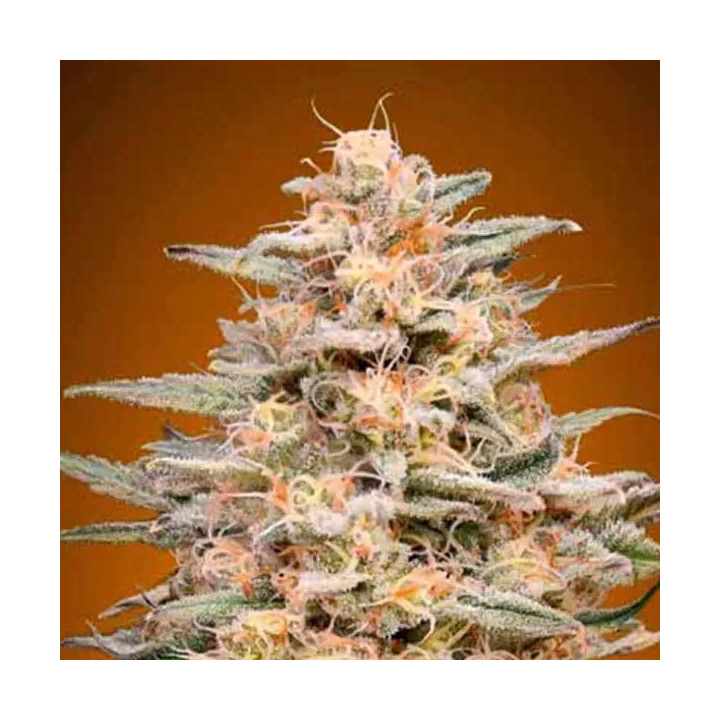 Somango Widow Feminizada Advanced Seeds