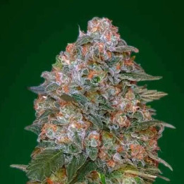  Critical Soma Feminizada 【Advanced Seeds】