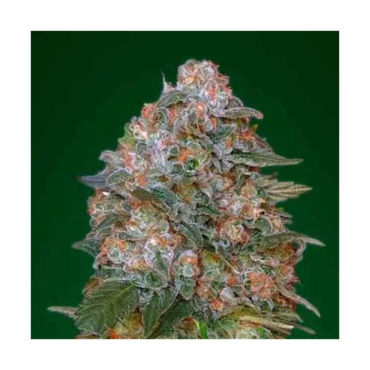  Critical Soma Feminizada 【Advanced Seeds】