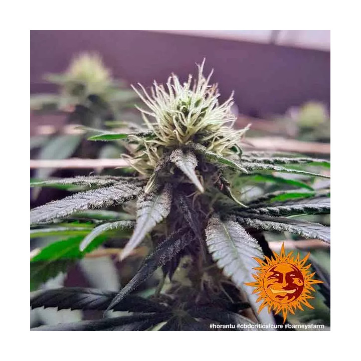 CBD Critical Cure Feminizada Barney's Farm
