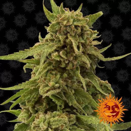  CBD Critical Cure Feminizada 【Barney's Farm】