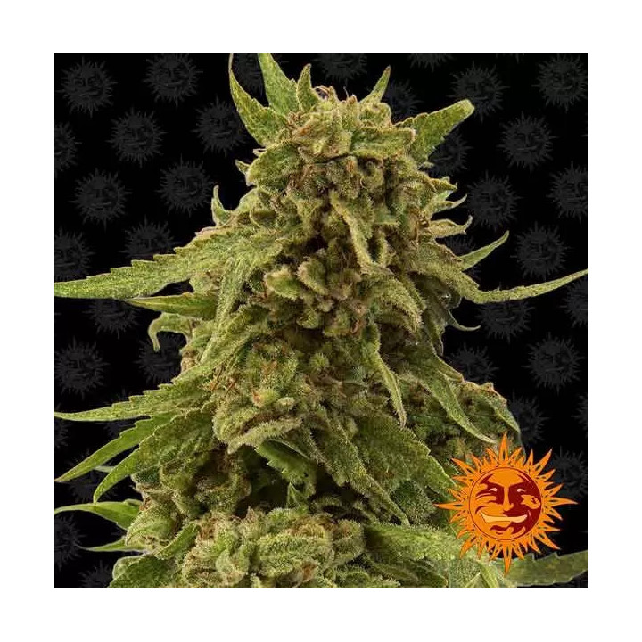 CBD Critical Cure Feminizada Barney's Farm
