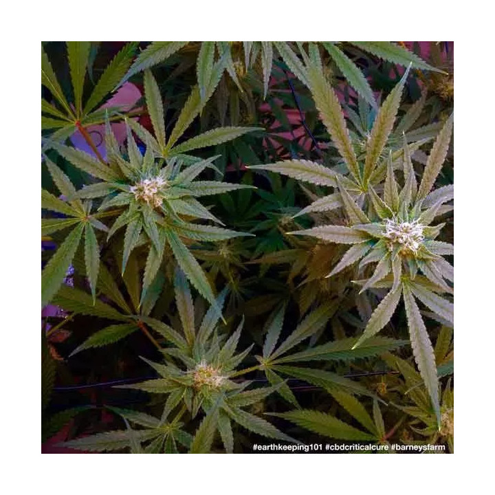 CBD Critical Cure Feminizada Barney's Farm