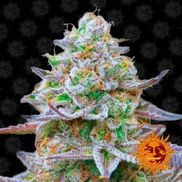  Gorilla Zkittlez Feminizada 【Barney's Farm】