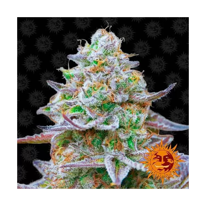 Gorilla Zkittlez Feminizada Barney's Farm