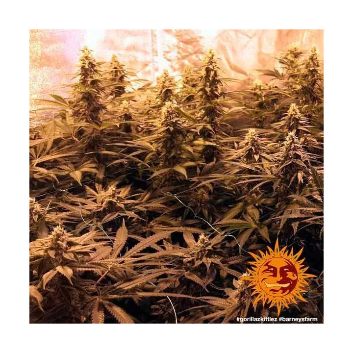 Gorilla Zkittlez Feminizada Barney's Farm