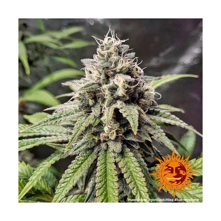 Gorilla Zkittlez Feminizada Barney's Farm