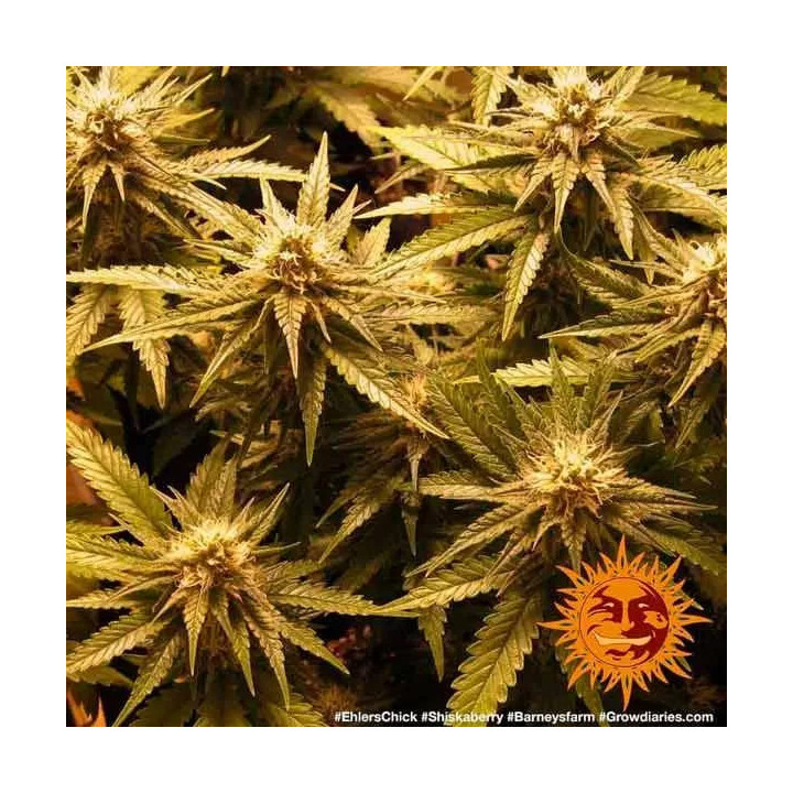 Shiskaberry Feminizada Barney's Farm
