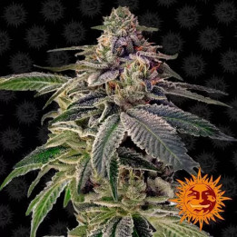  Shiskaberry Feminizada 【Barney's Farm】