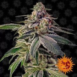 SHISKABERRY