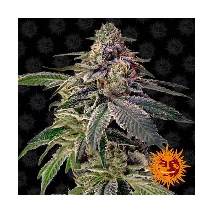 Shiskaberry Feminizada Barney's Farm