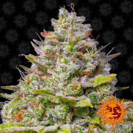  Blue Gelato 41 Feminizada 【Barney's Farm】