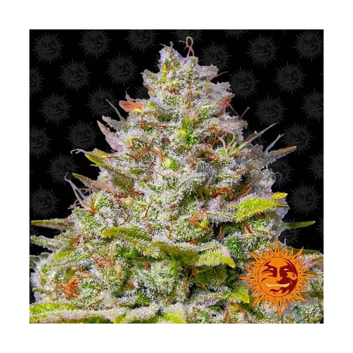 Blue Gelato 41 Feminizada Barney's Farm
